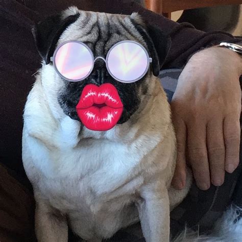 pug in round sunglasses